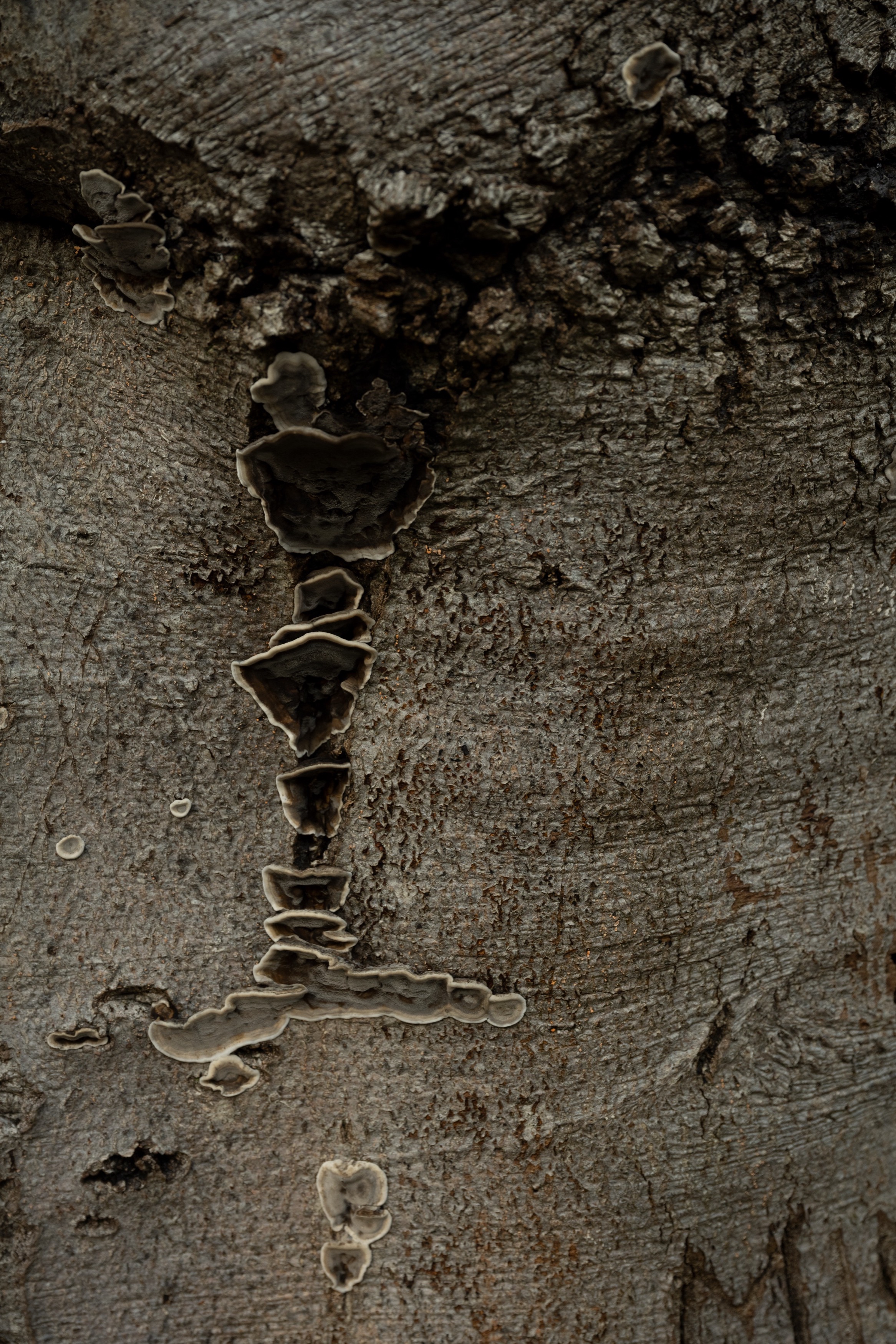 Studio HENK Trace Outdoor